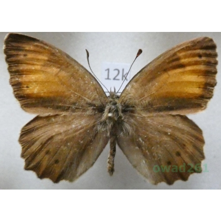 Kirinia climene roxandra (Herrich-Schäffer, 1850) male Armenia12k